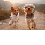 Dogs?