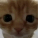 ChocolatitosUwU