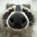raccoons everywhere