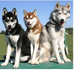 Husky fan club :D