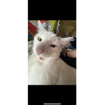 spidie cat