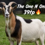 FTB FEAR THE BOYS Group Thumbnail