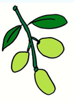 iLikeOlives’ Olive Tree