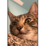 Livi’s cats