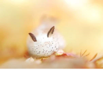 Nellie’s Sea Bunnies