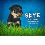 RIP SKYE