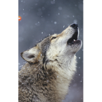 Wolves matter
