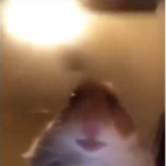 Hamster Gang-TR