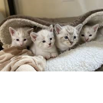 (100.1) The Great Centurial: Practice