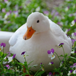 The Duck Bureau