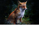 Foxs buttercup Adopt Me x