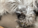 Maine Coon Fan Club