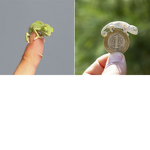 LOVE CHAMELEONS PLZ