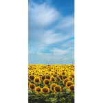 Stubby sunflowers