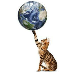 world of cats!