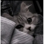 :cat Group: