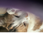 Cats are friendly
