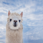 Llama are cool!!!