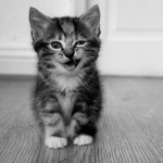 Free kittens