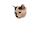 toastoo games official group
