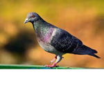 Pigeon Group(: