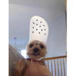 white crusty dogs Group Thumbnail