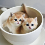 Peaceful Kittens