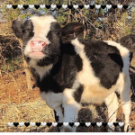 The cult of COWS