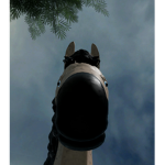 SunCoast Stables