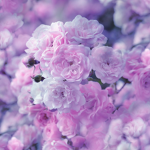 flowers are nice.