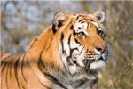 Big Cat Clan
