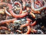 The worms of robloxia