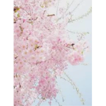 cherry blossom girl