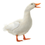 The group of ducks and stuff 2