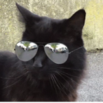 Black cat fanclub