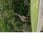 Giraffe bird