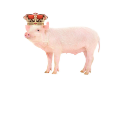 pig training meetings