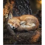 Furry foxies