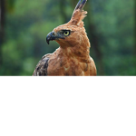 Head Hair Garuda brown