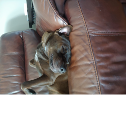 Dog Tycoon