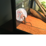 Lizards nugget