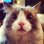 kitty kat 貓