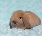 i love bunnys :D