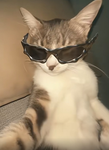 Kawai kitties!