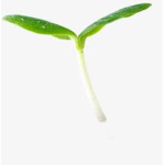 SPROUT KINGDOM