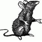 Rats Of The Black Plague Clan