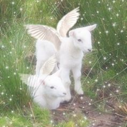 🕊