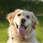 The Dog Fan Club yes dog love dog