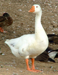 The birds (biggest)