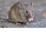 Royale Mice